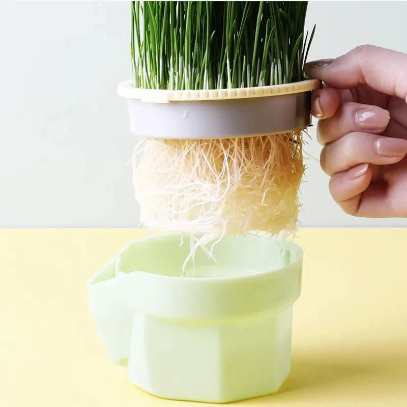New Pet Cat Sprout Dish